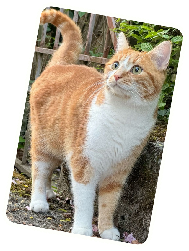 An orange-and-white cat photographed outdoors during a real encounter.