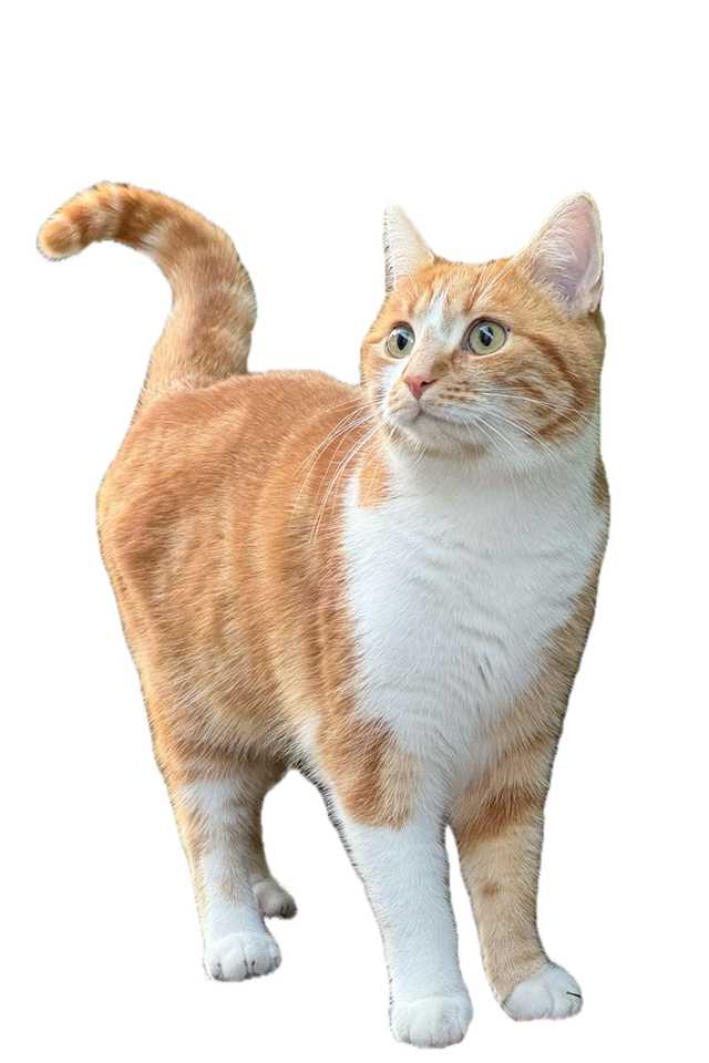 A genuine transparent cat cutout created by CatLocal on iPhone.