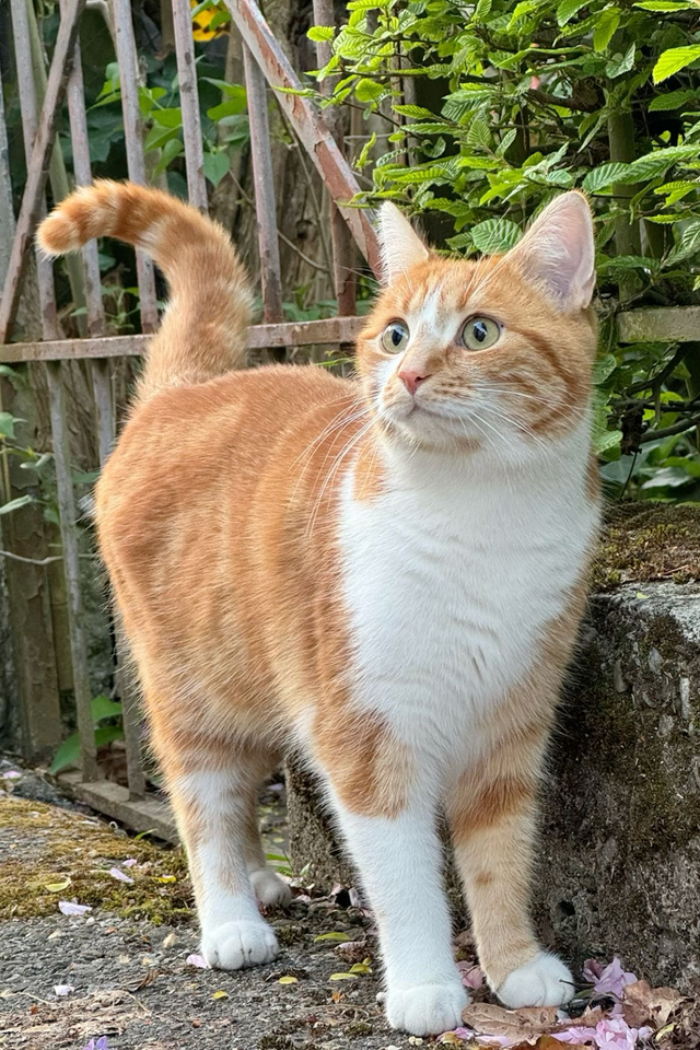 The original photograph of an orange-and-white cat.
